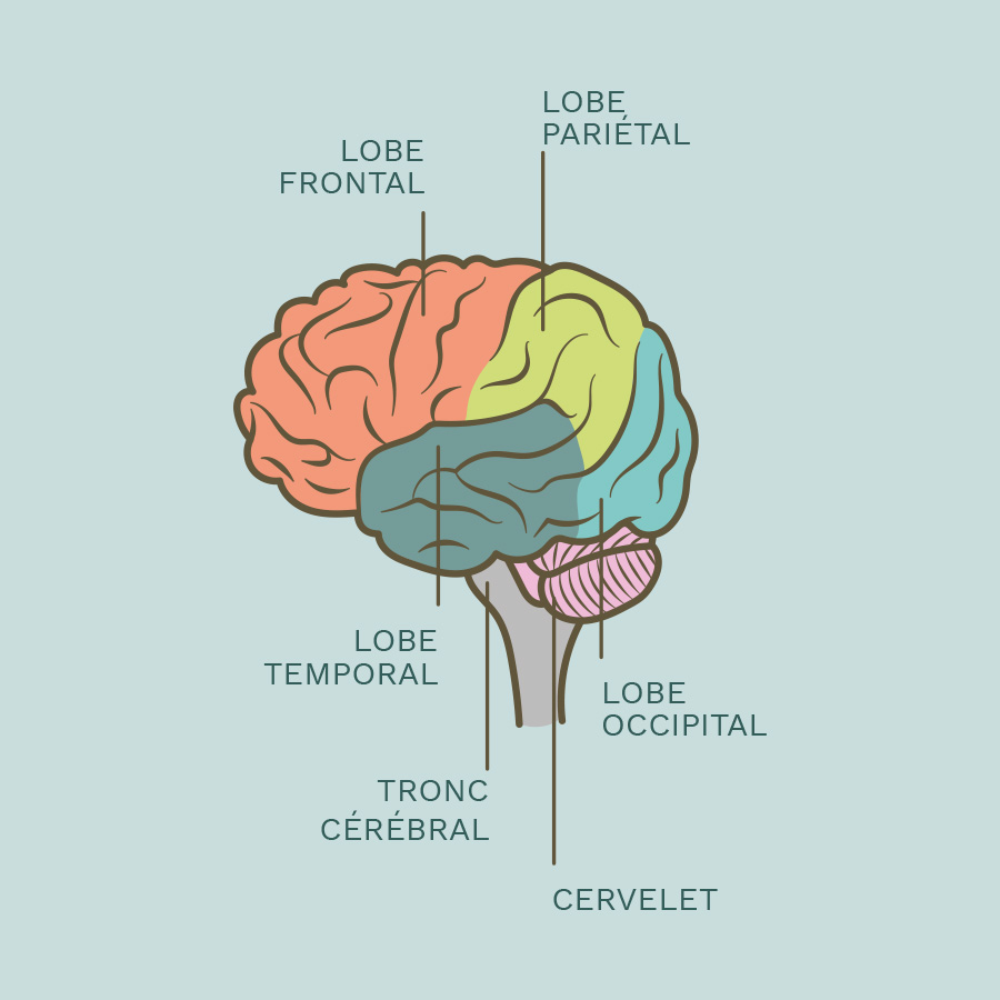 Le Refuge de Mnémosyne - schéma du cerveau