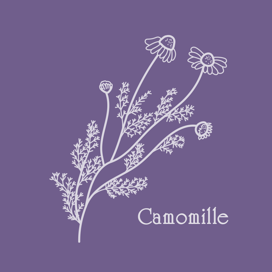 herborescence camomille - illustration