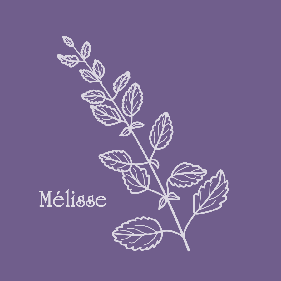 herborescence mélisse - illustration