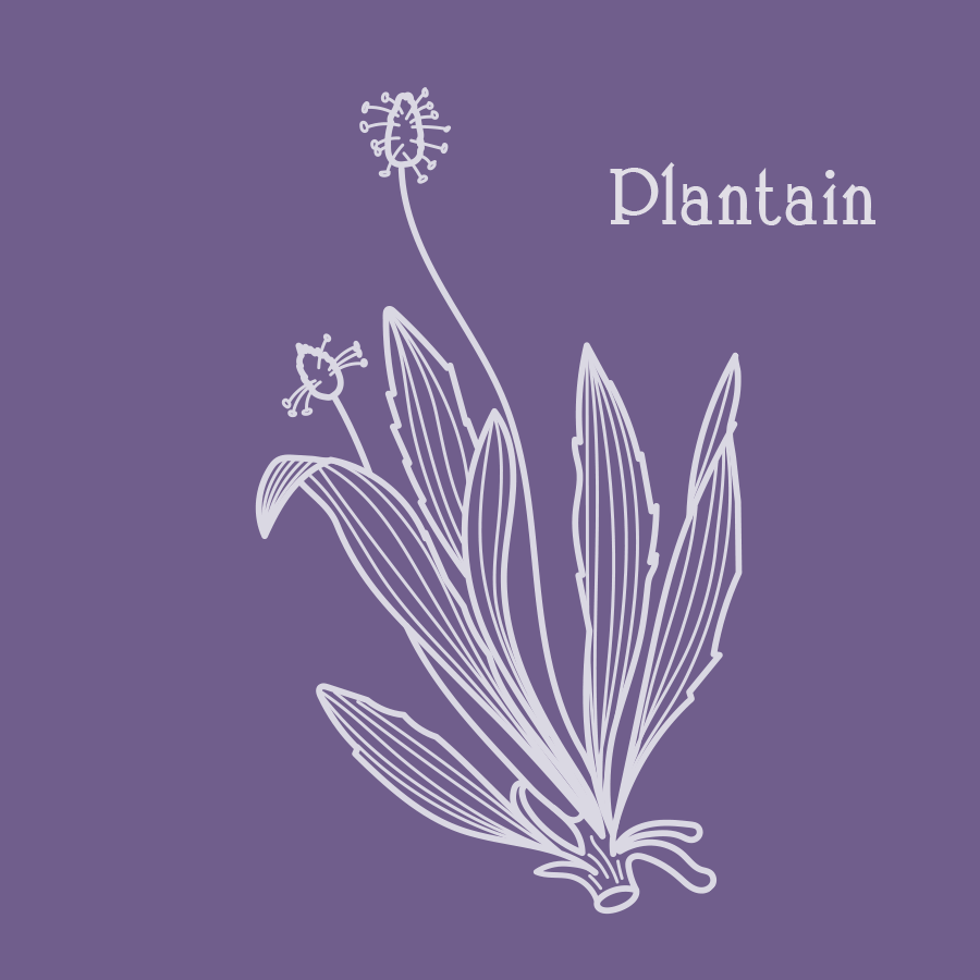 herborescence plantain - illustration